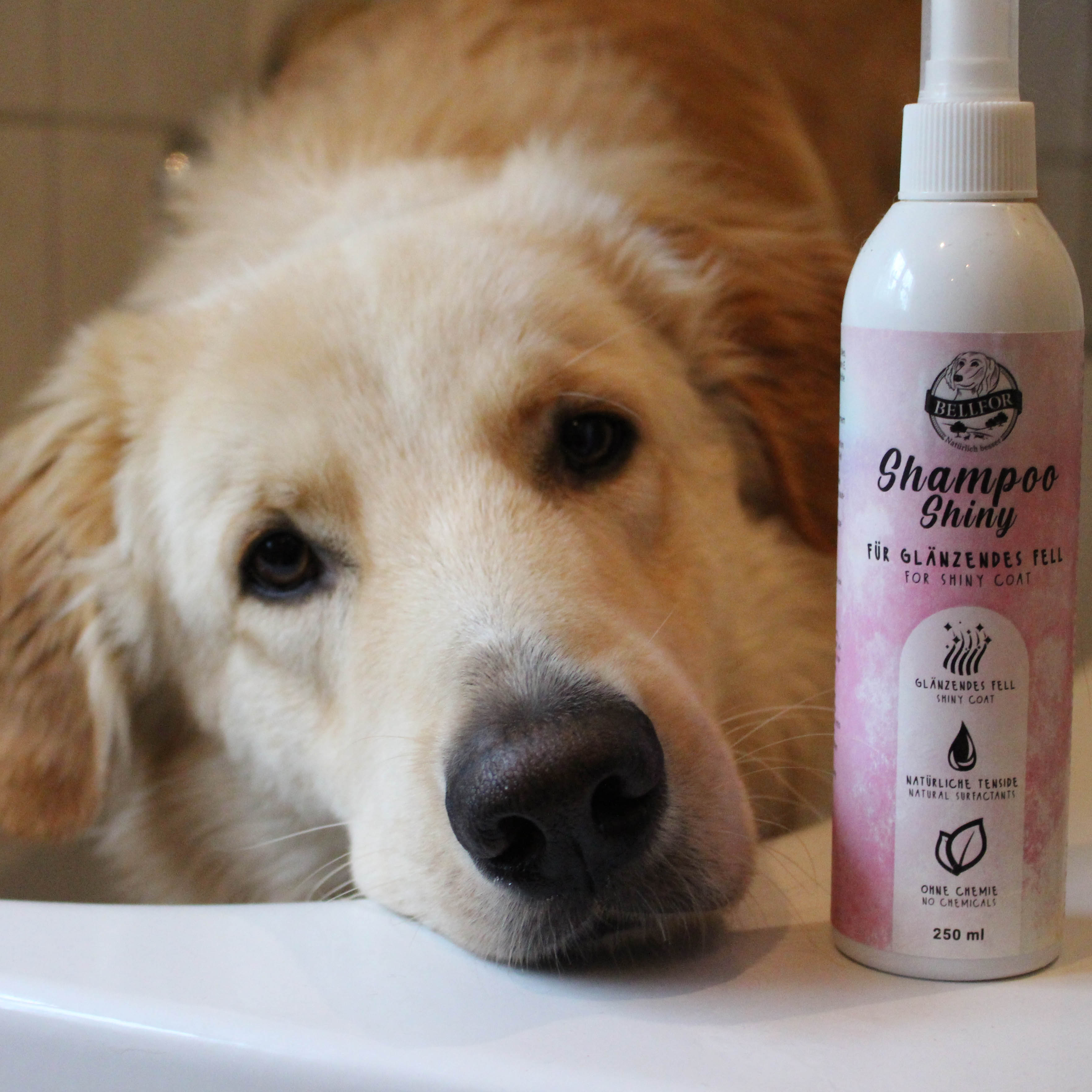 Kiiltävä koiran shampoo